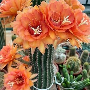 Cactus in Bloom
